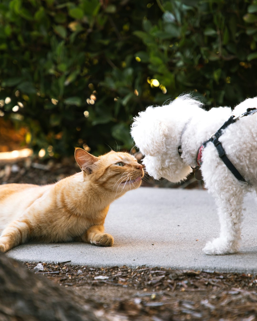 about-04 Dog and Cat pt2