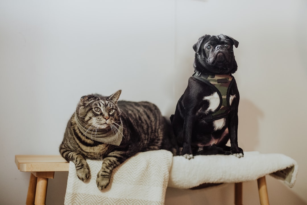 black-pug-on-white-textile-qtkpoxcpl0y