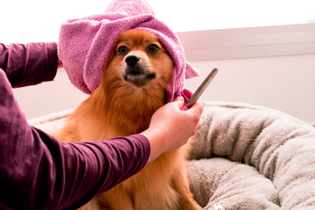 Crafting Captivating Headlines: Your awesome post title goes here Peluca in a me time moment.
