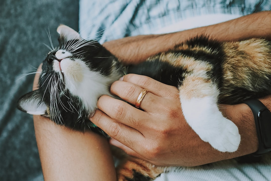 cat, pet care, furry
