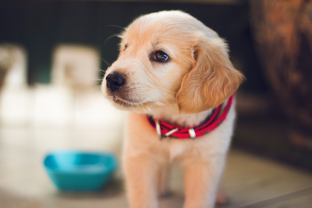selective-focus-photography-of-short-coated-brown-puppy-facing-right-side-ngqyo2ayyne